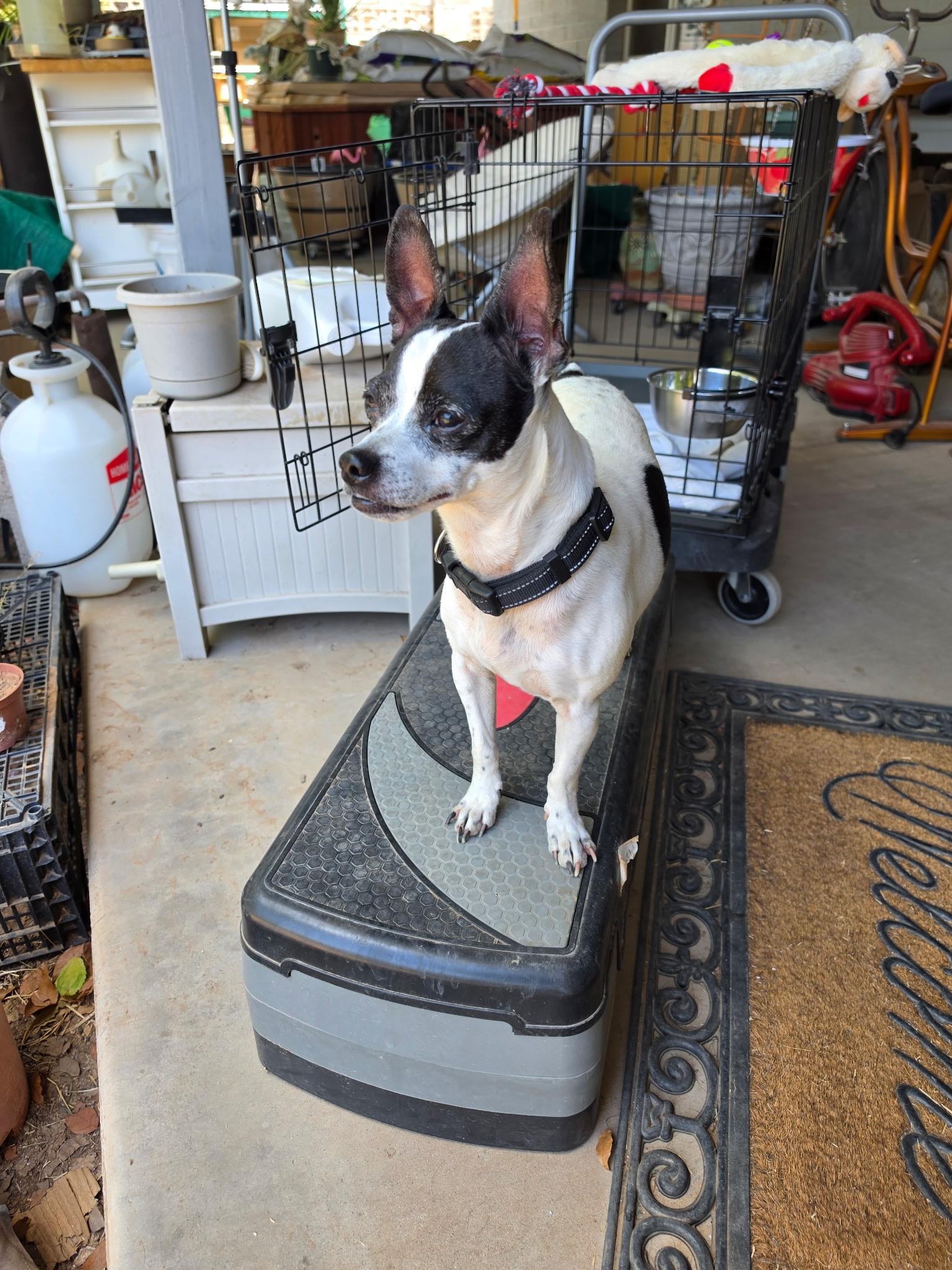 Dukie, a Adoptable mixed breed in Phoenix, AZ image 3/4