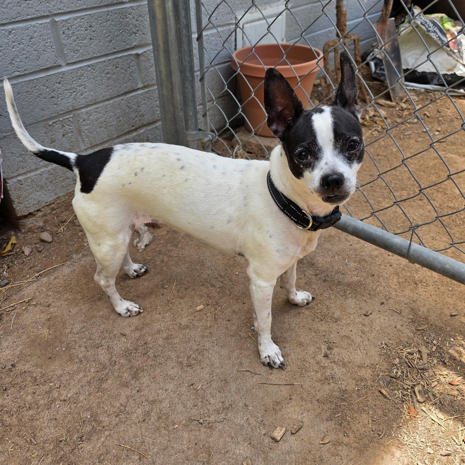Dukie, a Adoptable mixed breed in Phoenix, AZ image 2/4