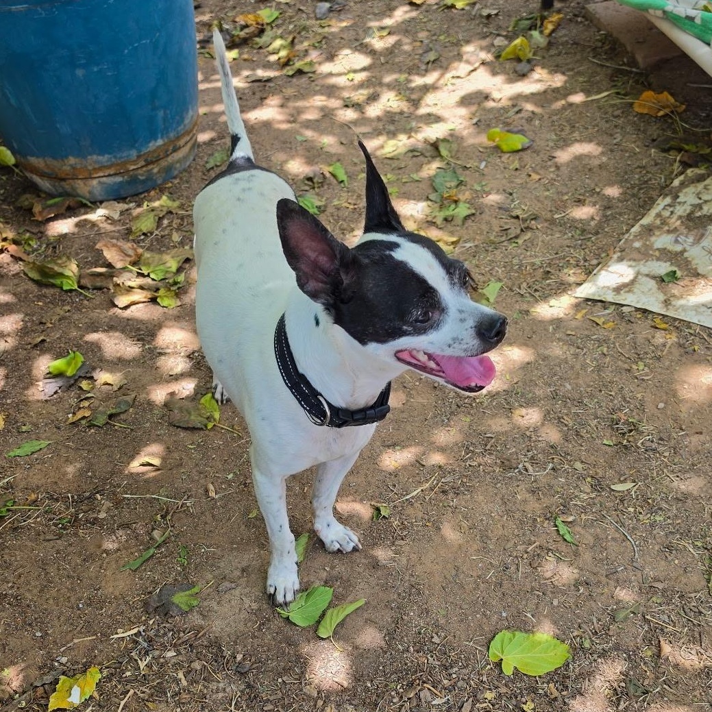 Dukie, a Adoptable mixed breed in Phoenix, AZ image 4/4