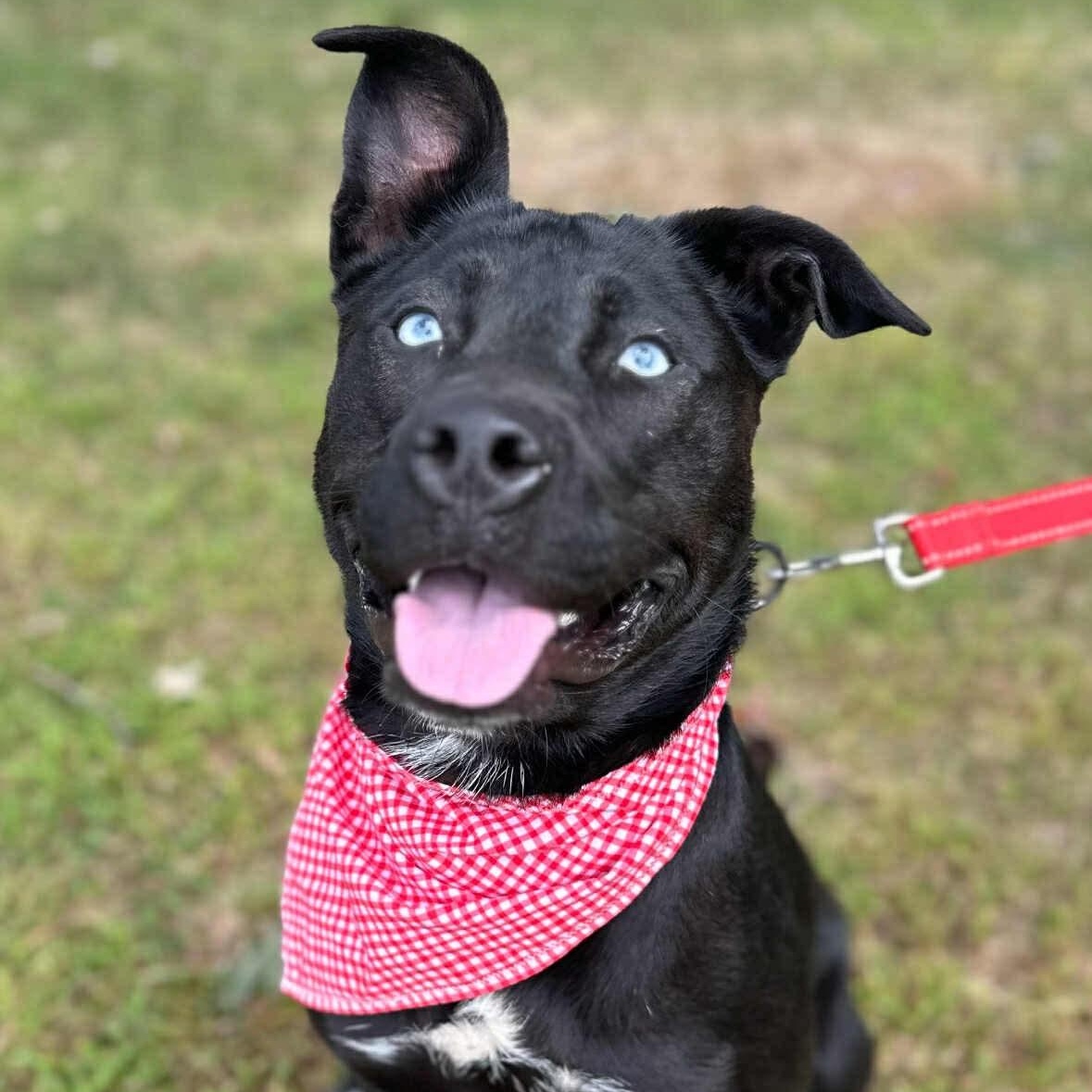 Amy