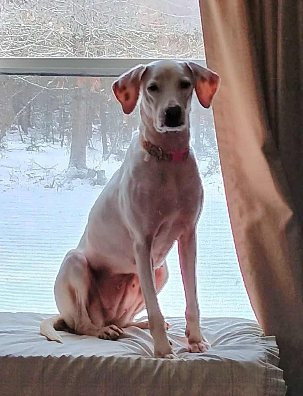 Enlarge Hilary, an adopted mixed breed in Brunswick, ME image 1/6