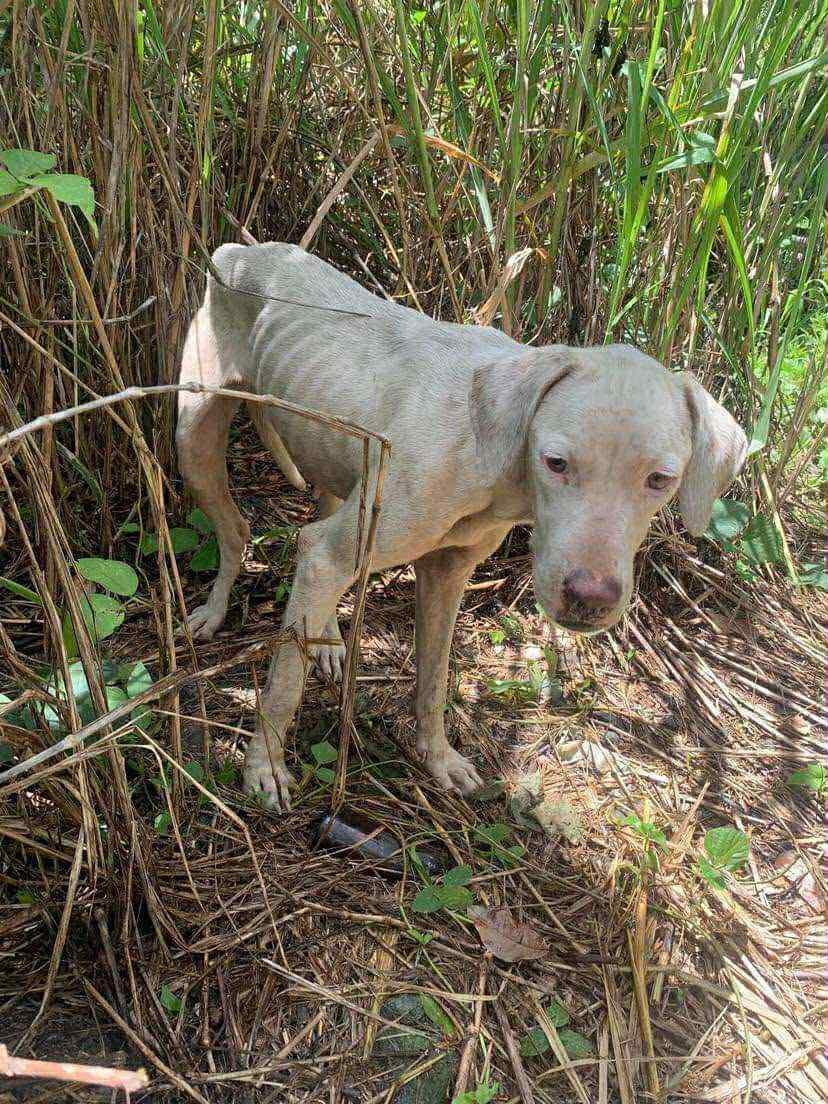 Hilary, Adoptable, Adult Female Pointer & Labrador Retriever.