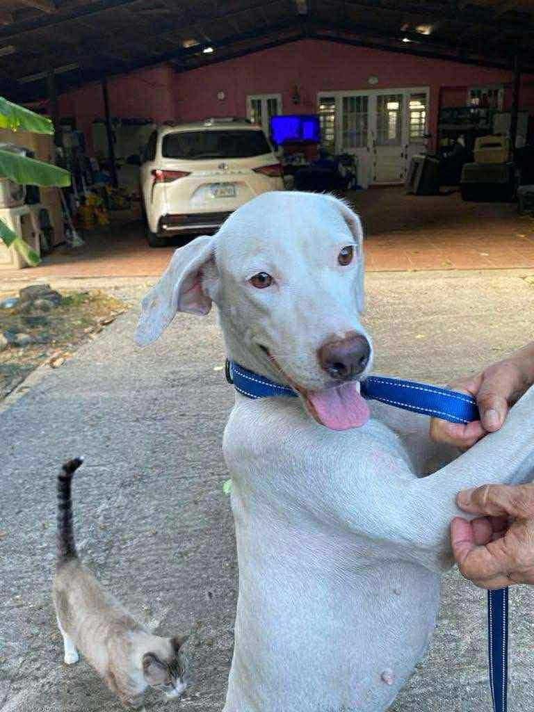 Hilary, a Adoptable mixed breed in Brunswick, ME image 3/5