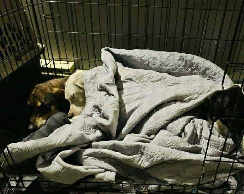 Hilary, a Adoptable mixed breed in Brunswick, ME image 4/5