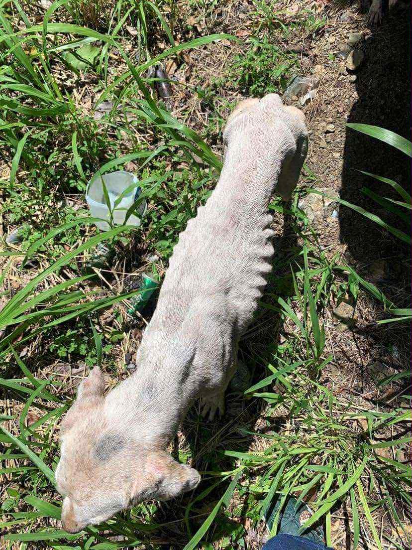 Hilary, a Adoptable mixed breed in Brunswick, ME image 5/5