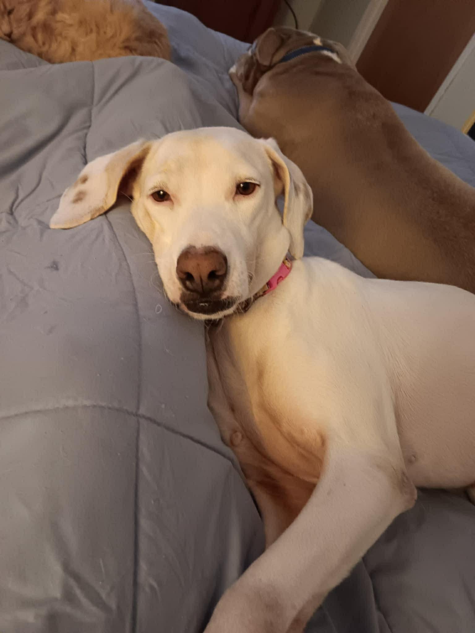 Hilary, Adoptable, Adult Female Pointer & Labrador Retriever.