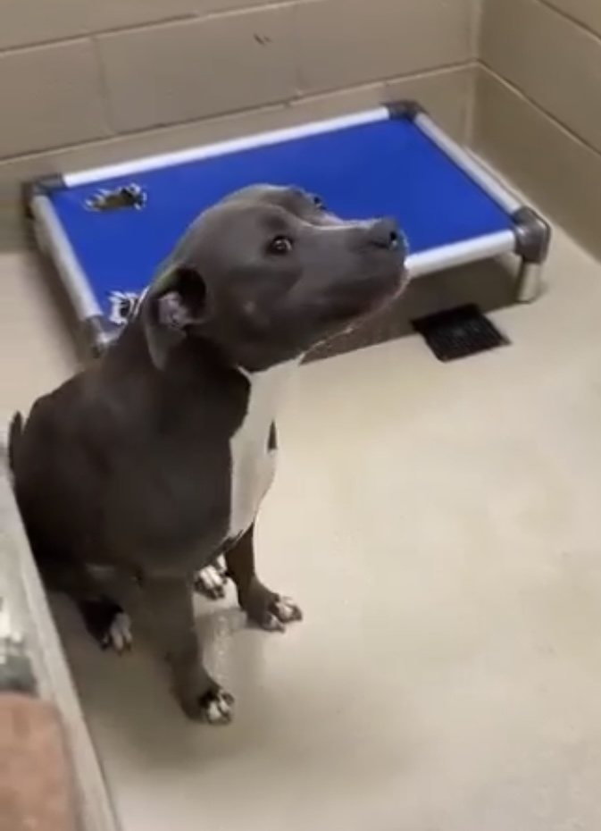 MooMoo, a Adopted American Bully in Pompton Plains, NJ image 1/4