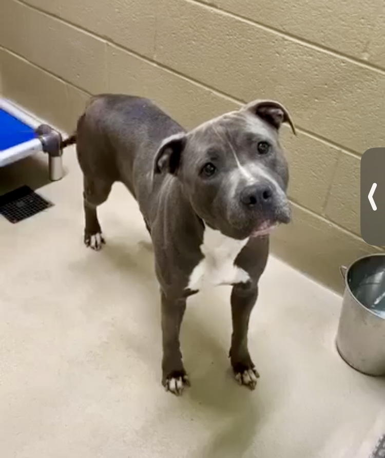 MooMoo, a Adopted American Bully in Pompton Plains, NJ image 2/4