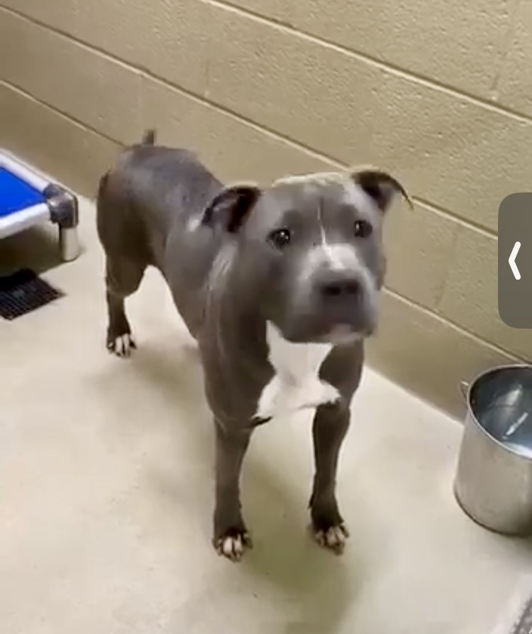 MooMoo, a Adopted American Bully in Pompton Plains, NJ image 3/4