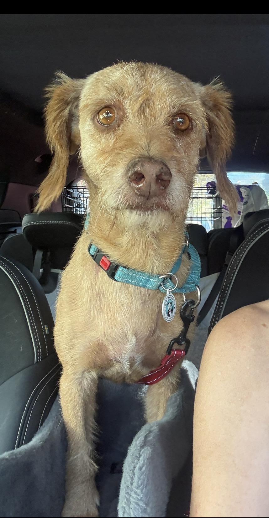 Enlarge Max, a Adoptable mixed breed in Los Angeles, CA image 1/1