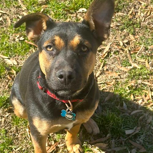 Enlarge Shallee, a Adoptable mixed breed in Memphis, TN image 1/3
