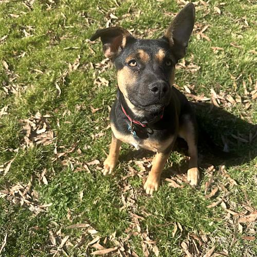 Shallee, Adoptable, Puppy Female German Shepherd Dog & Cane Corso.