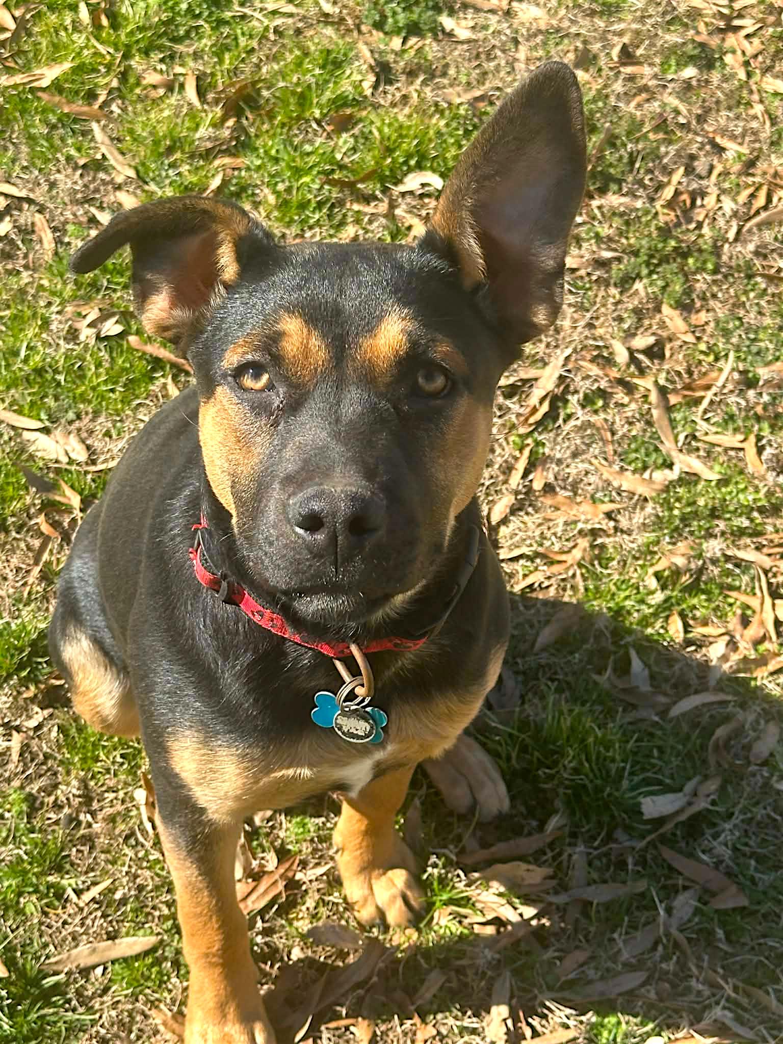 Enlarge Shallee, a Adoptable mixed breed in Memphis, TN image 2/3