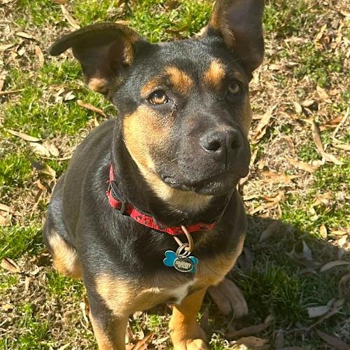 Enlarge Shallee, a Adoptable mixed breed in Memphis, TN image 2/2