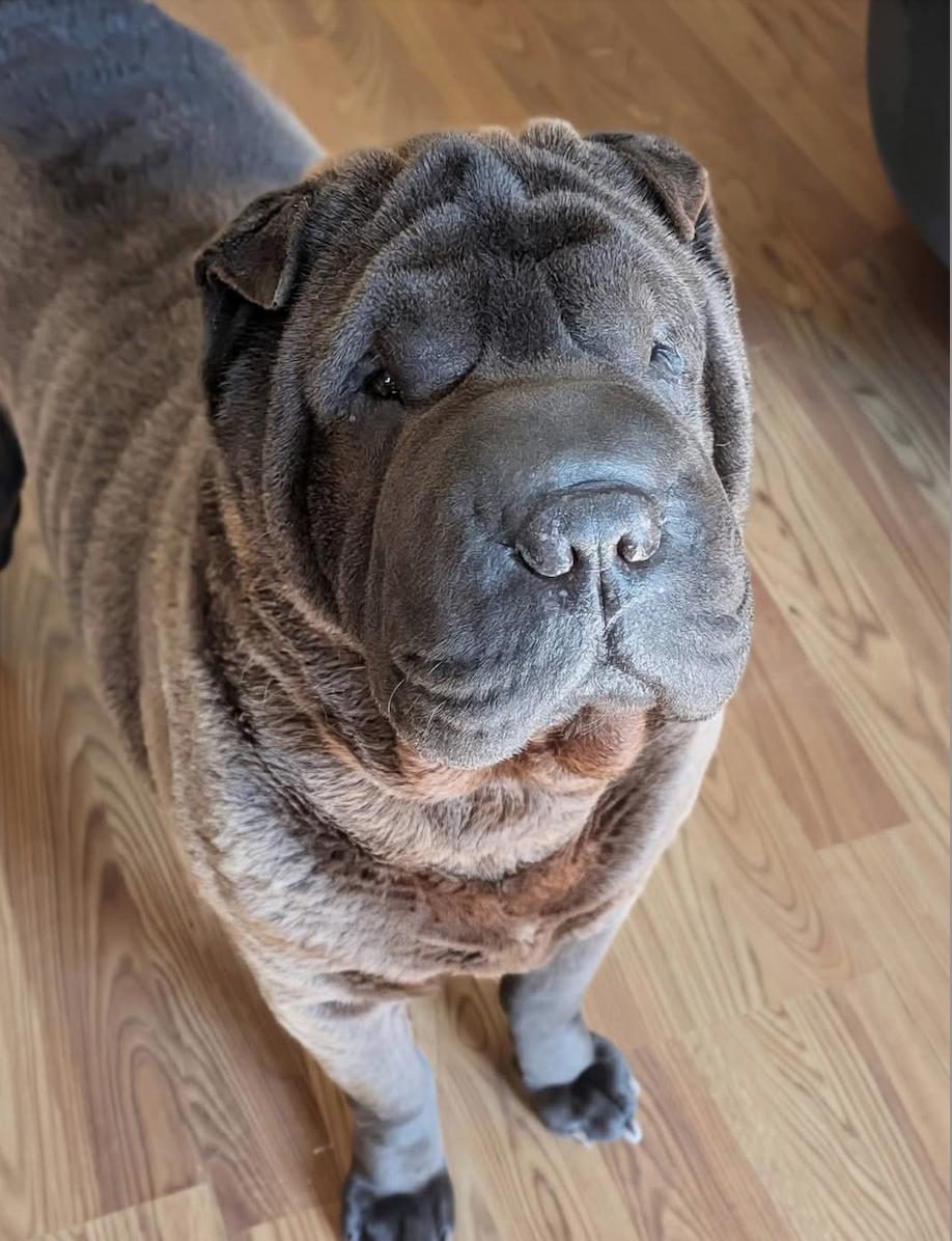 ELIJAH, Adoptable, Adult Male Shar-Pei.