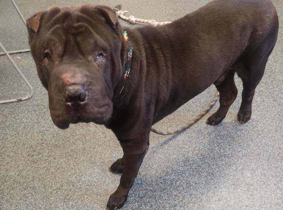Enlarge ELIJAH, a Adoptable Shar-Pei in Cameron, NC image 1/1