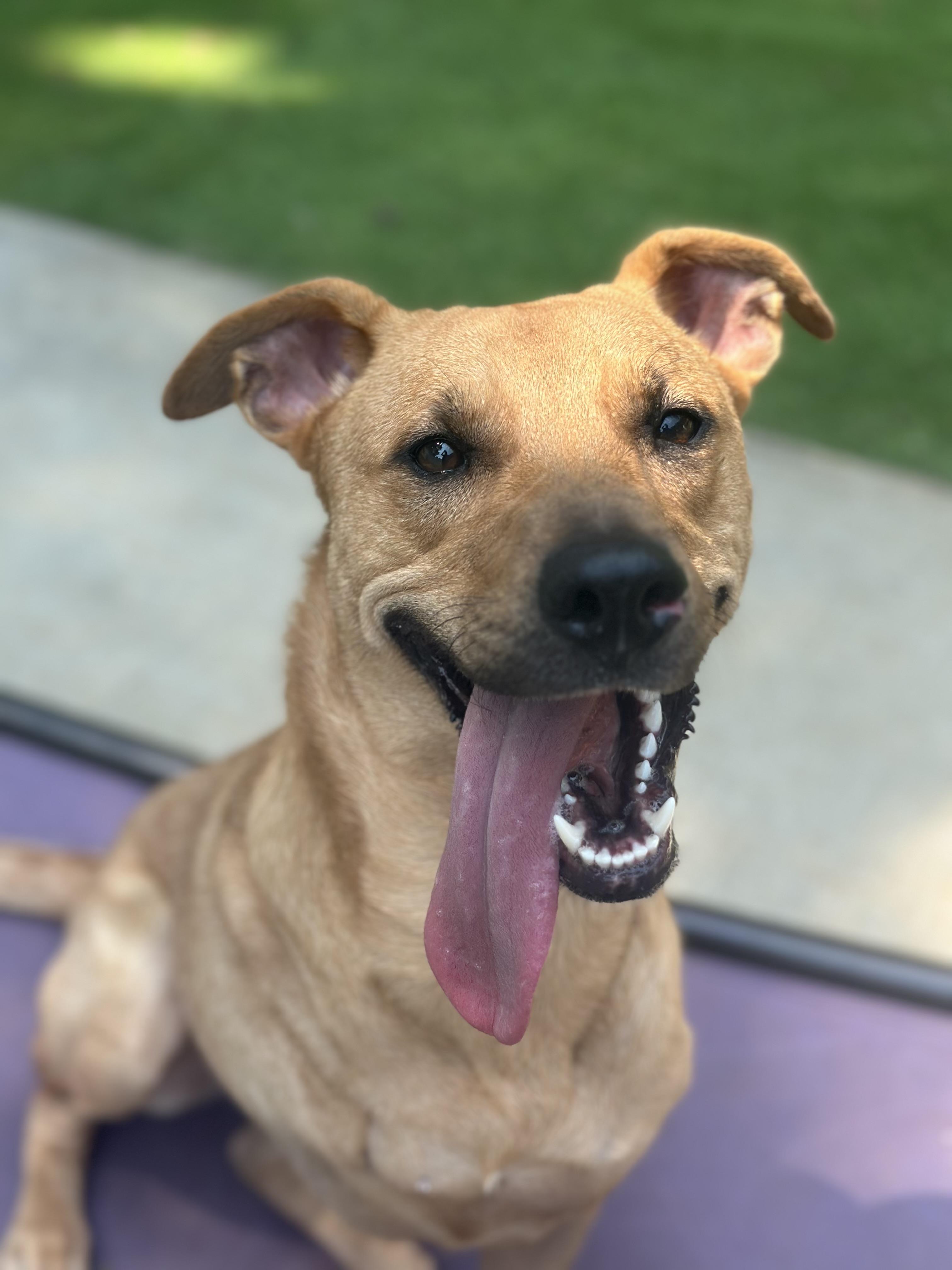 Enlarge Kemma, an adoptable mixed breed in Suffield, CT image 2/4