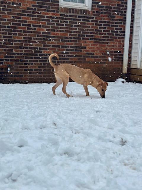 Enlarge Kemma, an adoptable mixed breed in Suffield, CT image 3/4