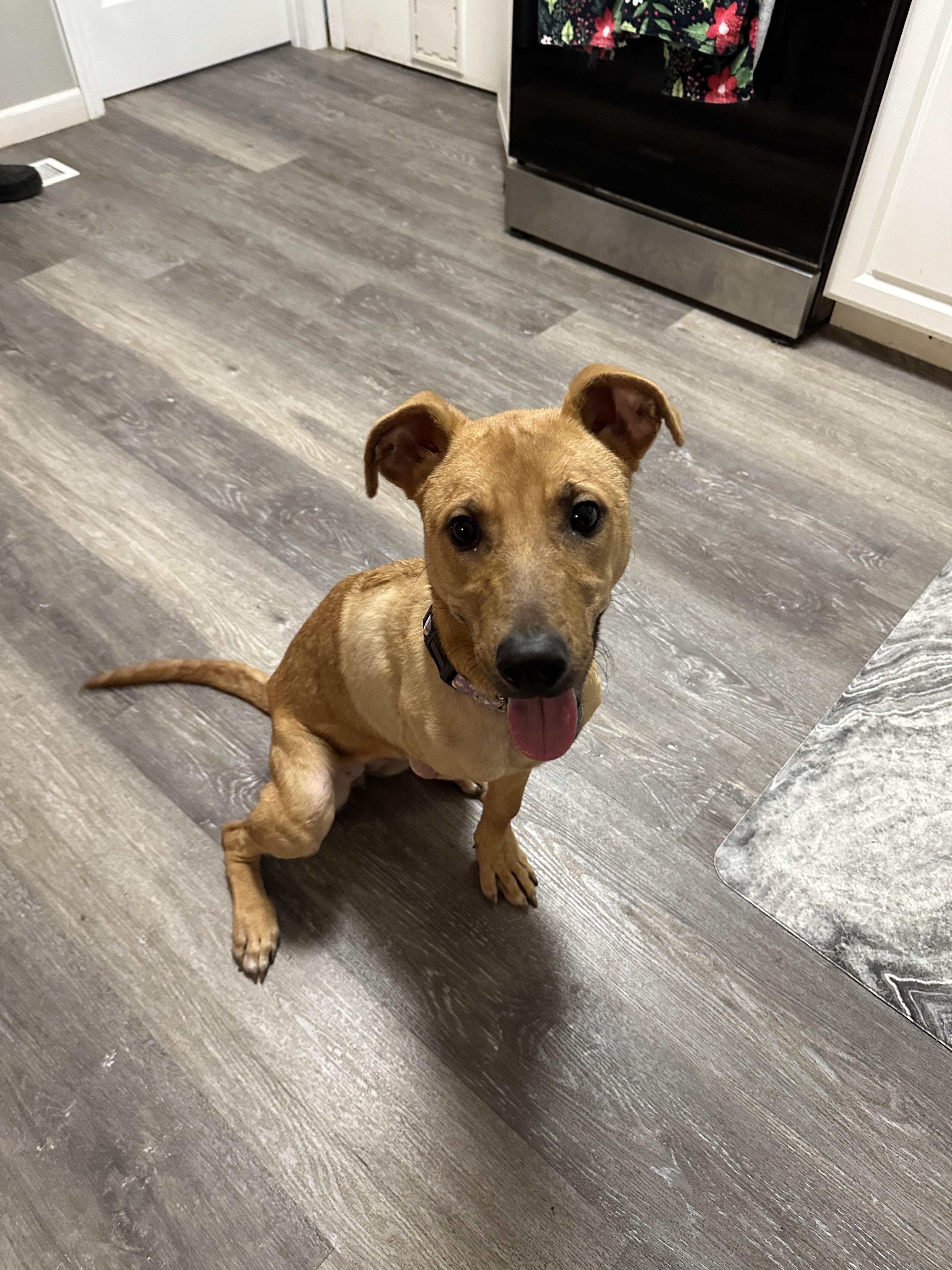 Kemma, adoptable, Young Female Hound.