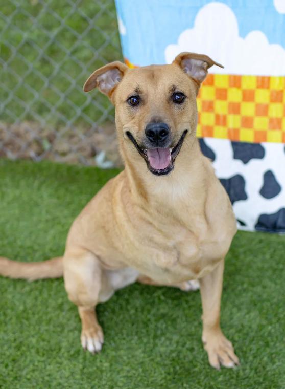 Enlarge Kemma, a Adoptable mixed breed in Suffield, CT image 1/3