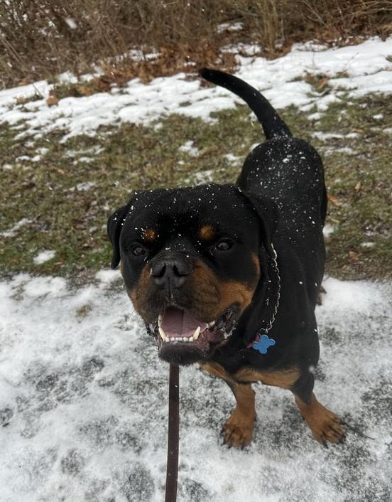 Enlarge Reign Beau Bear, a Adoptable Rottweiler in Landenberg, PA image 2/3