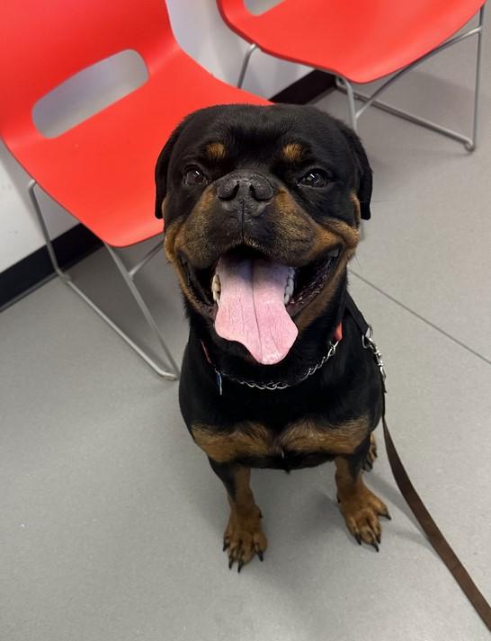 Enlarge Reign Beau Bear, a Adoptable Rottweiler in Landenberg, PA image 1/3