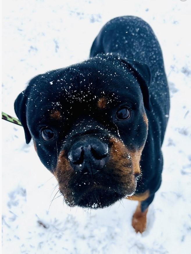 Enlarge Reign Beau Bear, a Adoptable Rottweiler in Landenberg, PA image 3/3