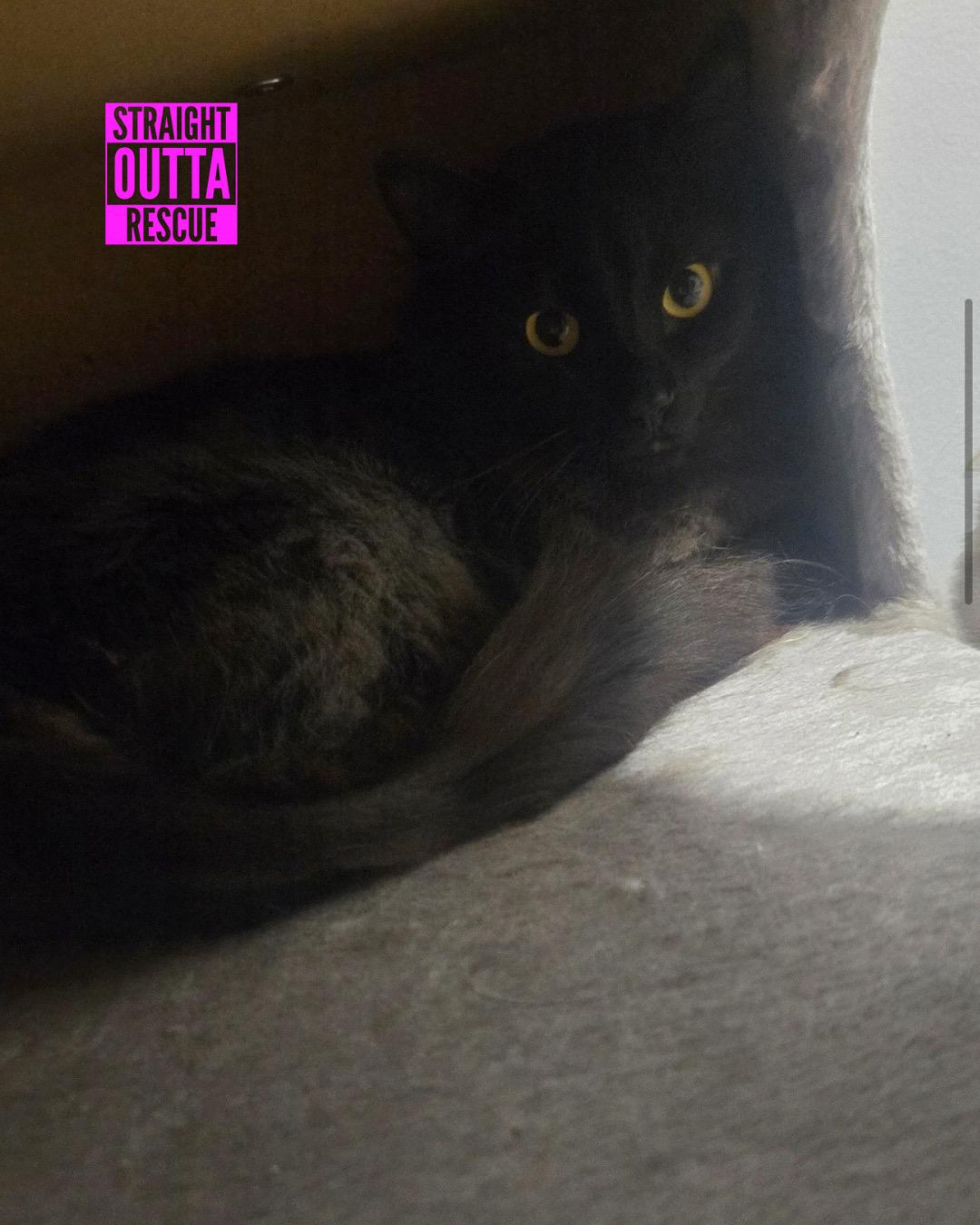 Ashby, a Adoptable mixed breed in Vancouver, BC image 2/2