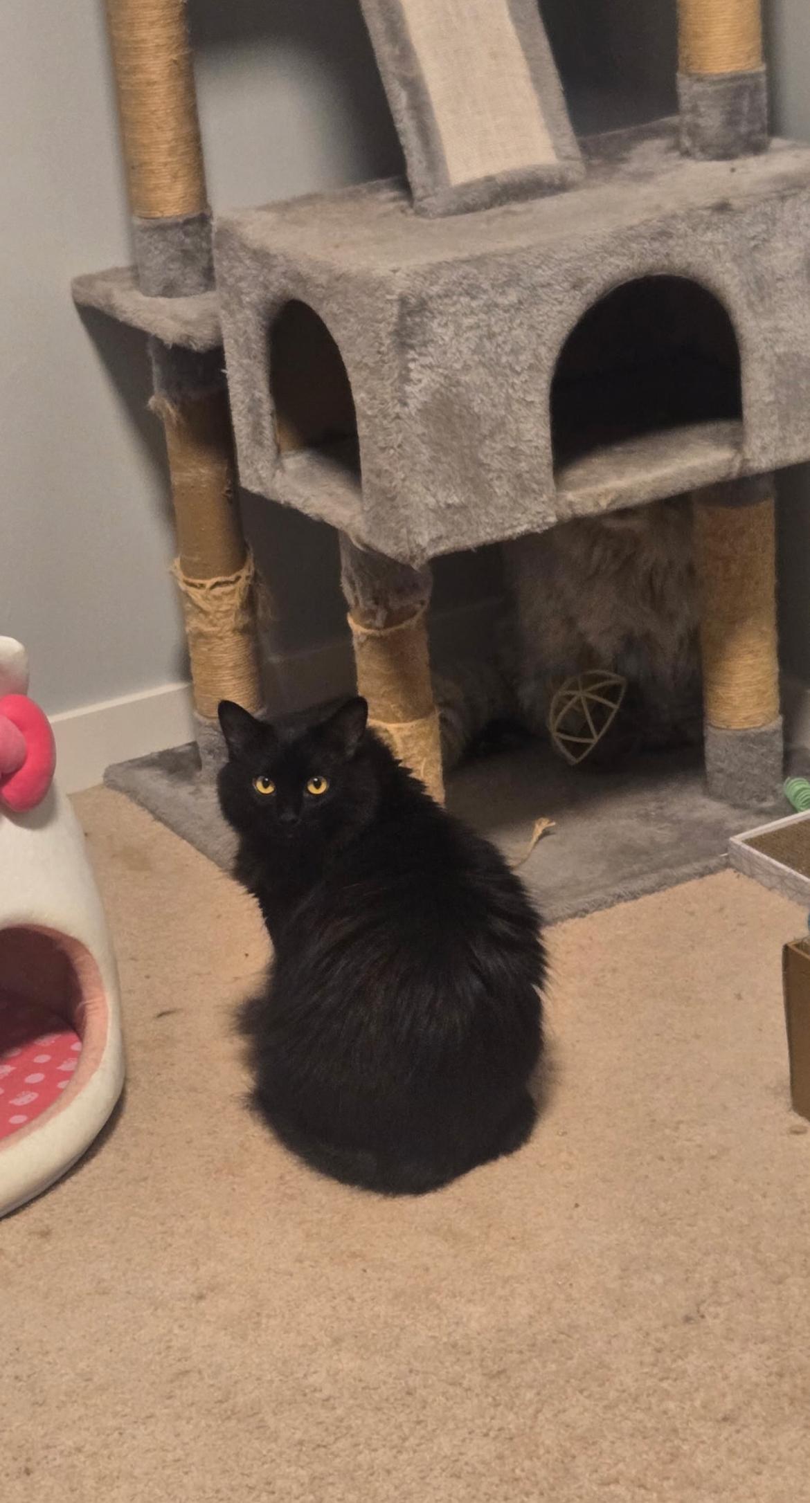 Ashby, Adoptable, Adult Male Persian.