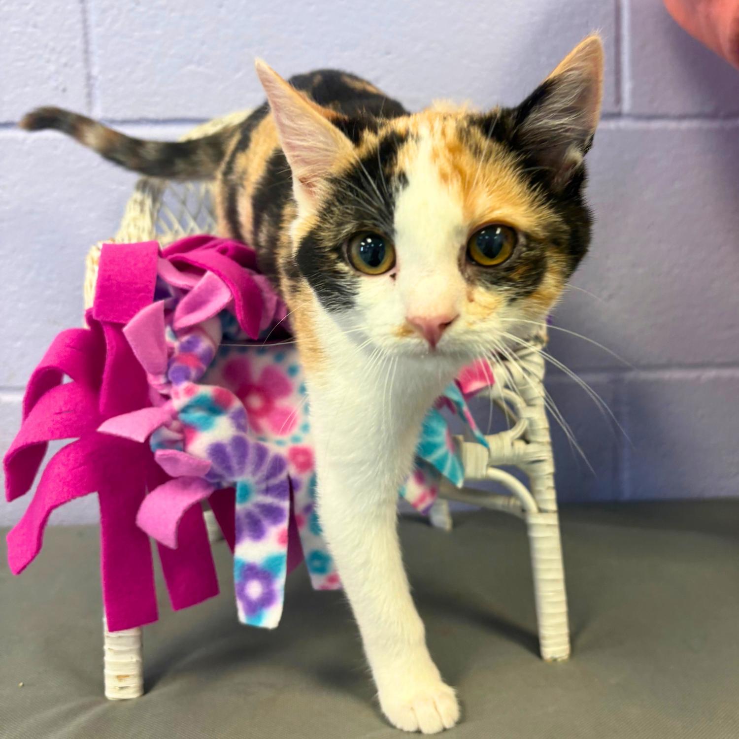 Kibbie, Adoptable, Kitten Female Domestic Short Hair.