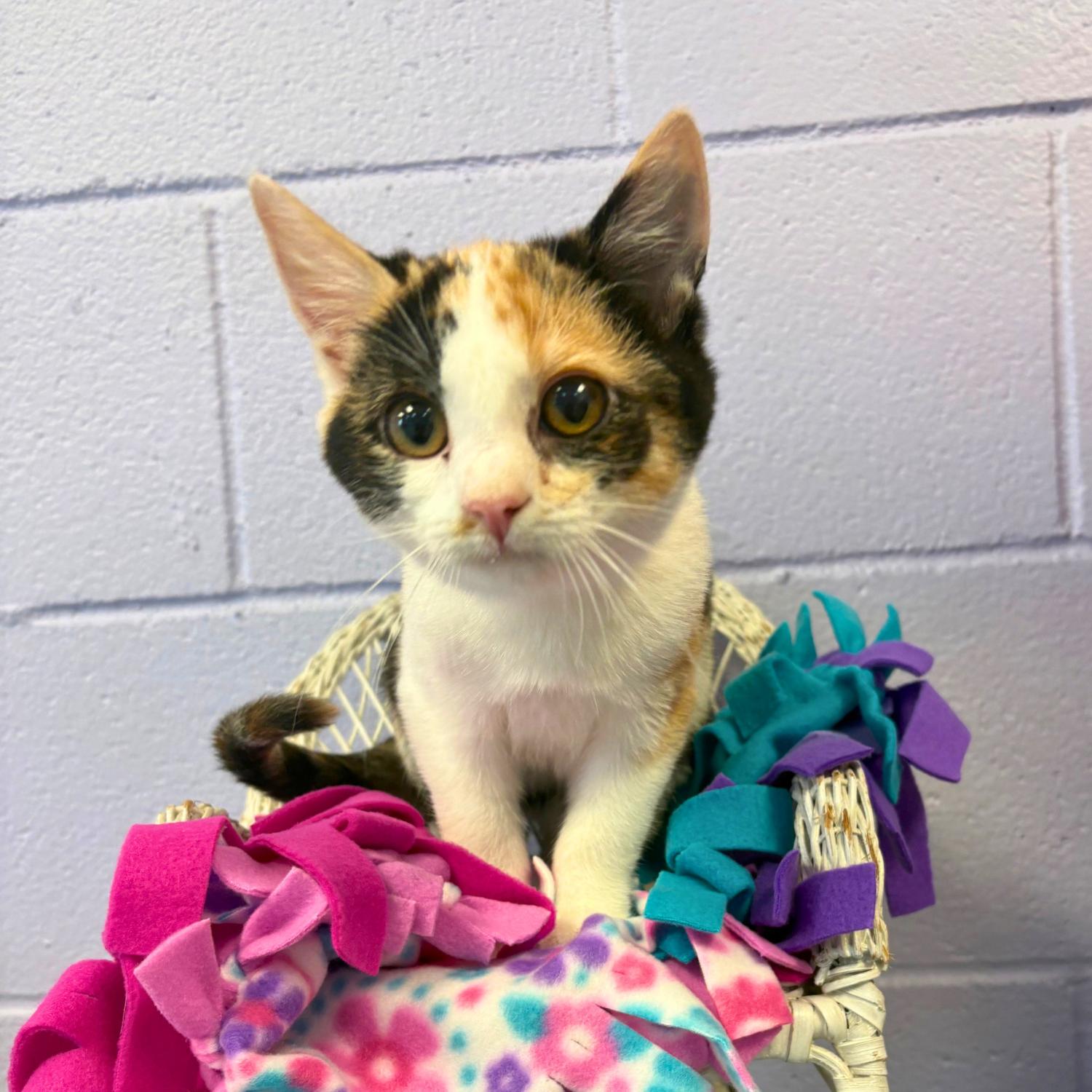 Enlarge Kibbie, a Adoptable mixed breed in Bardstown, KY image 2/3