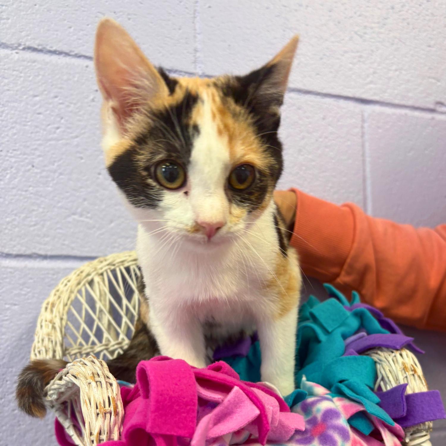 Enlarge Kibbie, a Adoptable mixed breed in Bardstown, KY image 3/3