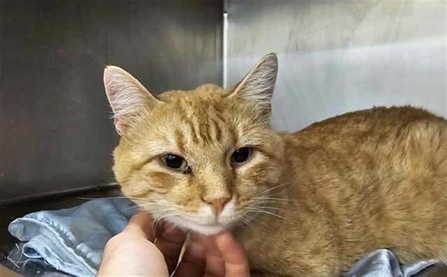 TAZ, Adoptable, Young Male Domestic Short Hair.