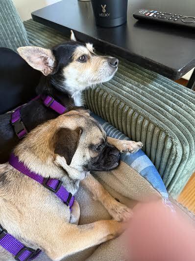 Rita, Adoptable, Young Female Chihuahua & Pug.