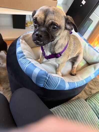 Rita, a Adoptable mixed breed in Orlando, FL image 2/6
