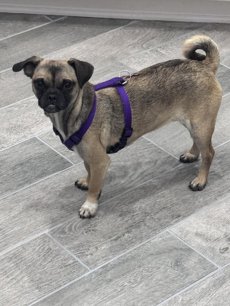 Rita, a Adoptable mixed breed in Orlando, FL image 3/6
