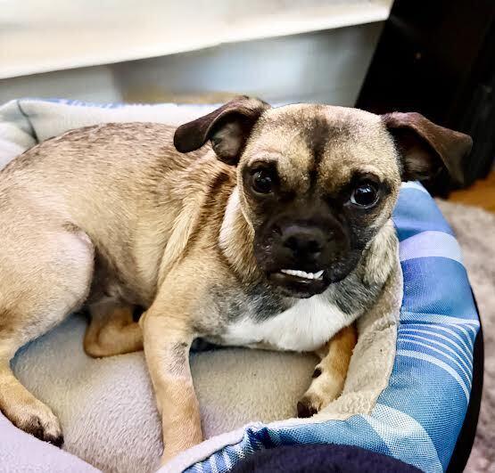 Rita, a Adoptable mixed breed in Orlando, FL image 4/6