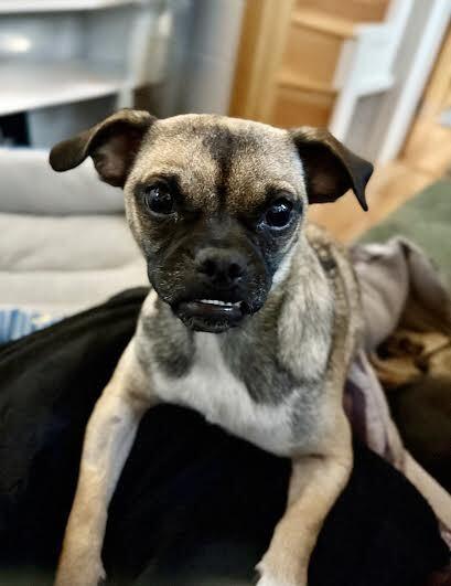 Rita, a Adoptable mixed breed in Orlando, FL image 6/6