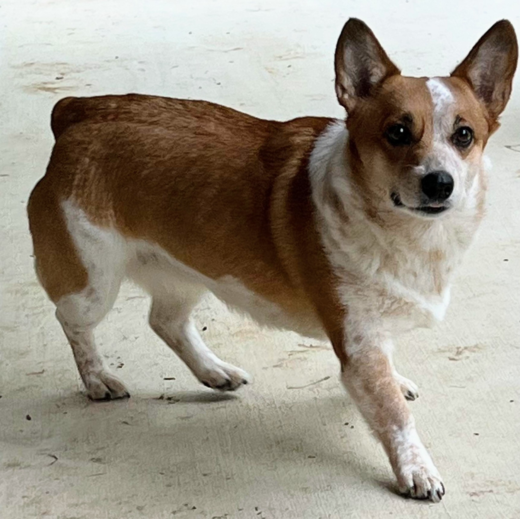 MJ, Adopted, Adult Female Corgi & Australian Cattle Dog / Blue Heeler.