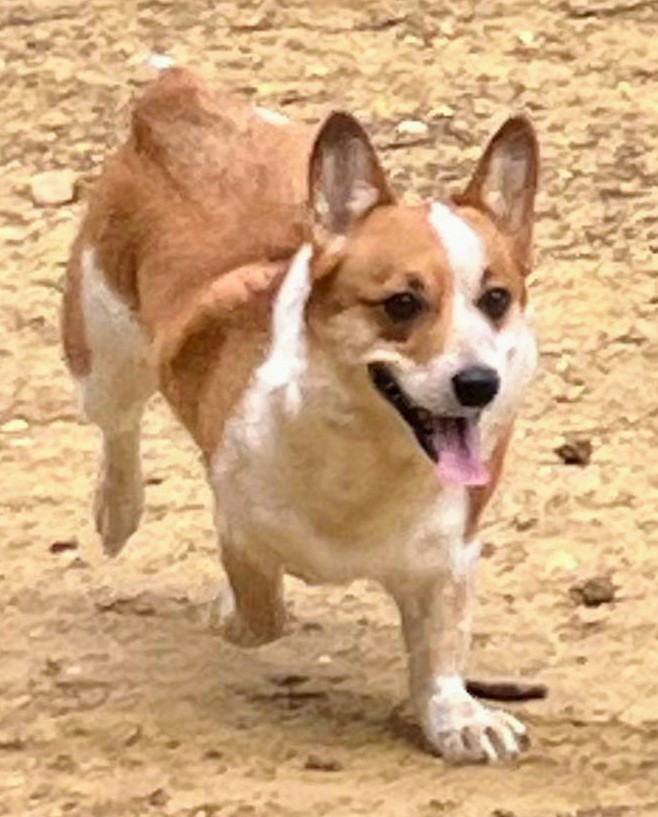 MJ, a Adopted mixed breed in Graham, TX image 2/3