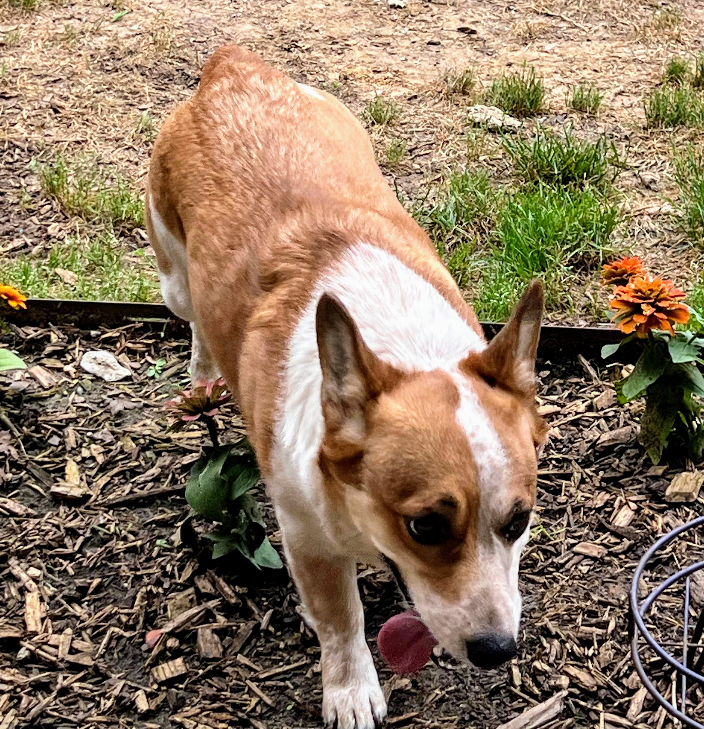 MJ, a Adopted mixed breed in Graham, TX image 3/3