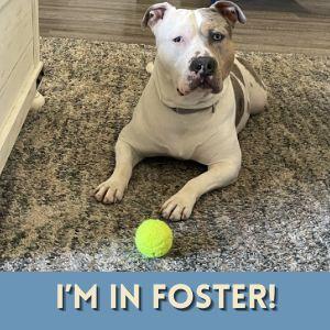 SHELLSEA, Adoptable, Adult Female Staffordshire Bull Terrier & Australian Cattle Dog / Blue Heeler.