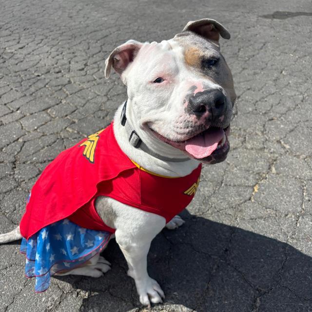 Enlarge SHELLSEA, a Adoptable mixed breed in Alameda, CA image 1/1