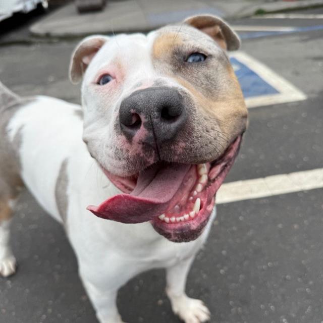 SHELLSEA, Adoptable, Adult Female Staffordshire Bull Terrier & Australian Cattle Dog / Blue Heeler.