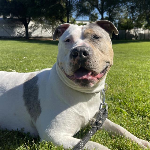 SHELLSEA, Adoptable, Adult Female Staffordshire Bull Terrier & Australian Cattle Dog / Blue Heeler.