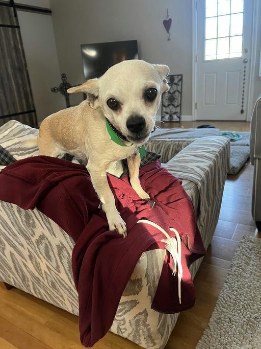 Kita, an adoptable mixed breed in Los Angeles, CA image 1/5