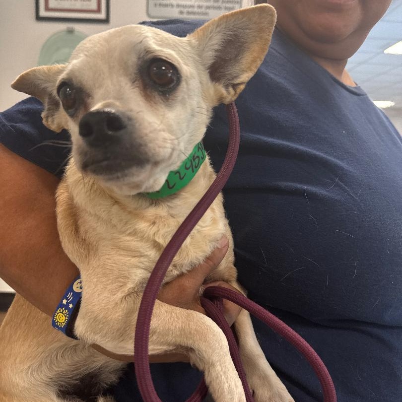 Kita, adoptable, Senior Female Chihuahua.