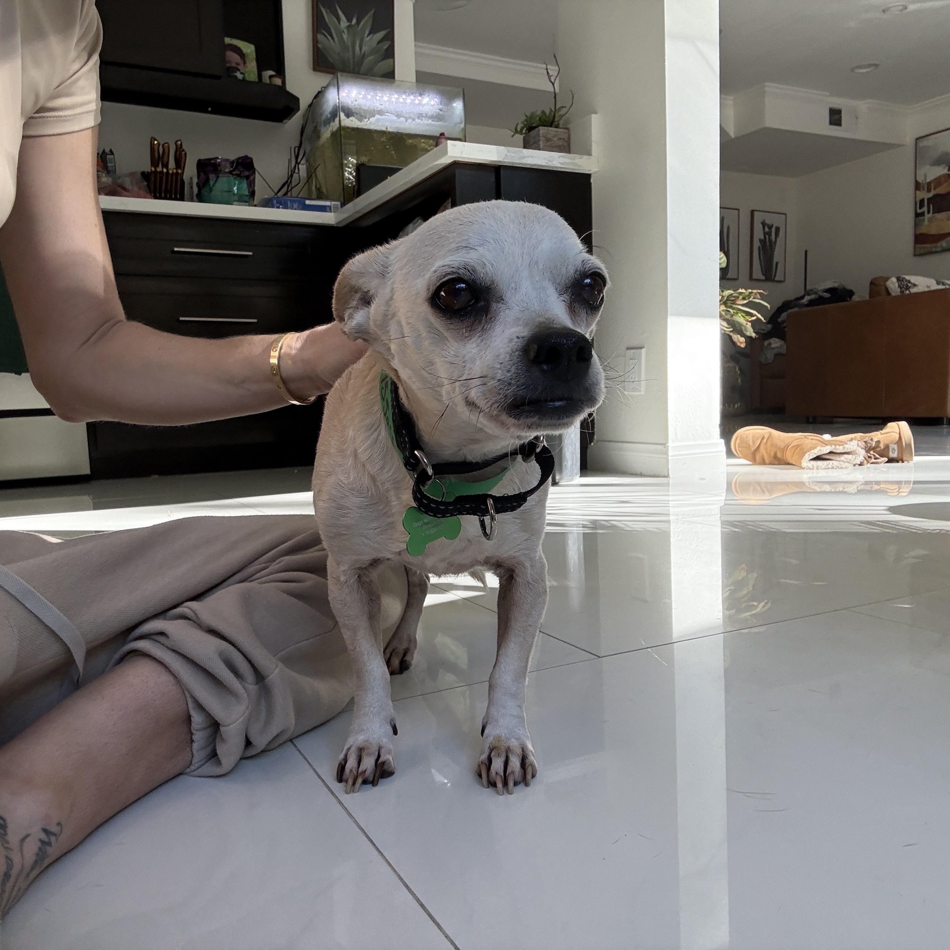 Enlarge Kita, an adoptable mixed breed in Los Angeles, CA image 5/5