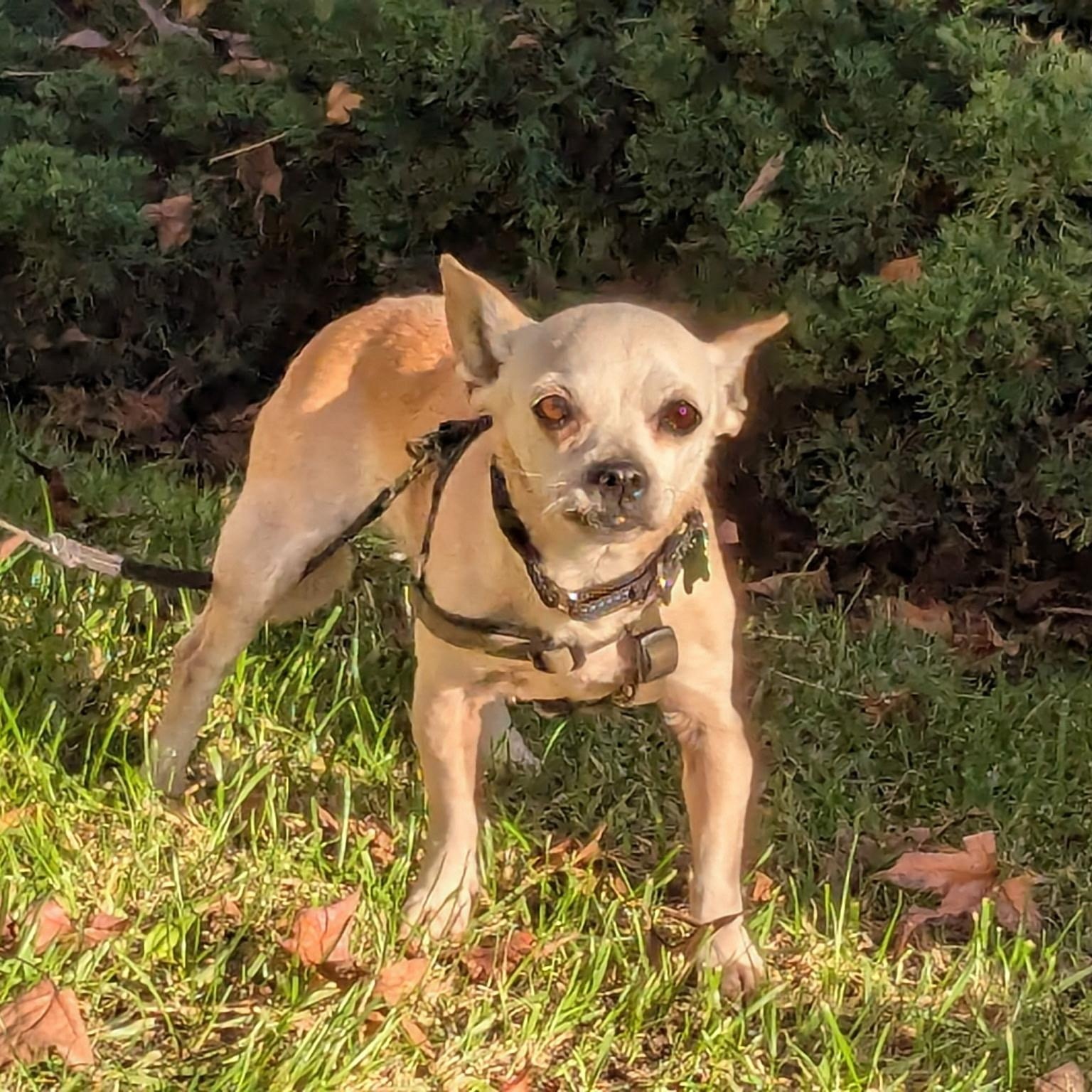 Enlarge Kita, an adoptable mixed breed in Los Angeles, CA image 2/5