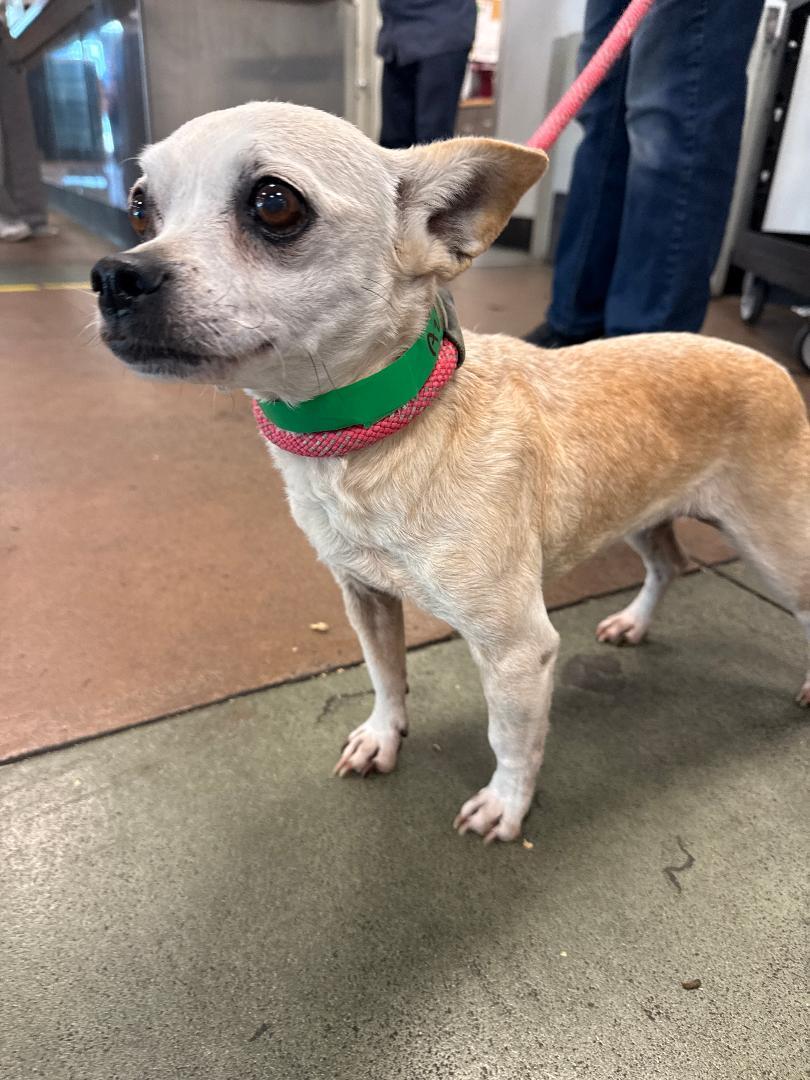 Kita, an adoptable mixed breed in Los Angeles, CA image 3/5